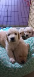Adorable Golden retriever puppies