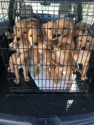 Golden Retriever Puppies Need Home