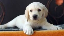 Pure Golden Retriever Breed Available for sale