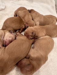 AKC Golden Retriever Puppies