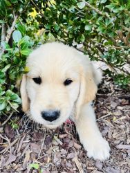 Male Golden Retriever Puppy (8 week old) Available Now
