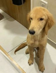 I want to give my golden retriever puppy to s loving family to be hap