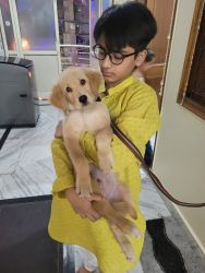 Need to sale 3 month golden retriever baby