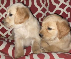 AKC Golden Retriever puppies