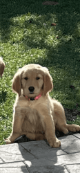 Pretty golden retriever puppy