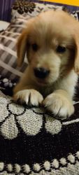 GOLDEN RETRIEVER FOR Sale it is 50 days old and very healthy baby ....