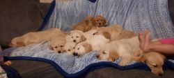 Akc registered golden retriever puppies