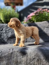 Golden Retriever pups for rehome