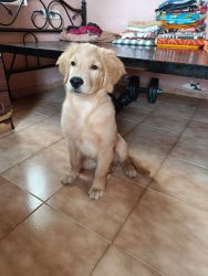 03 months Golden Retriever Puppy