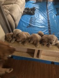 Adorable Goldenretriever puppies