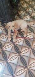 Male Golden retriever puppy for sale
