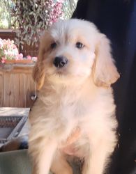Goldendoodle puppies; price reduced