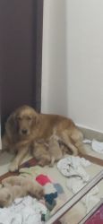 Very heavy quality puppies show qwality