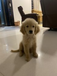 Golden retriever puppy for adoption