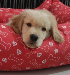 Golden Retriever Puppy for Caring Parents