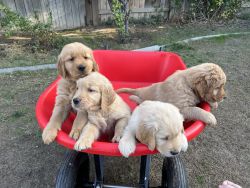 AKC golden puppies ( males)