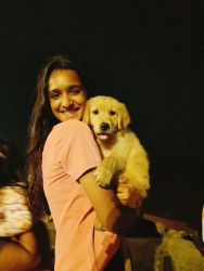 2 months old golden retriever..... female,good looking and