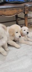 English Cream Golden retriever puppies