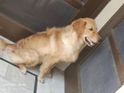 Selling of dog