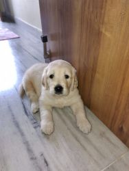 Golden retriever puppy 48 days old pure breed for sale. Good healthy p