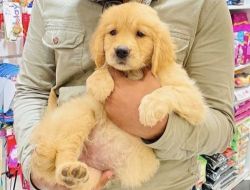 Pure breed golden retriever puppy