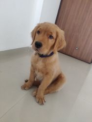 Golden retriever puppy 75 days for sale