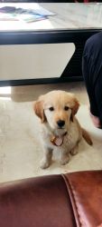 Golden retriever puppy/ male 2 months old