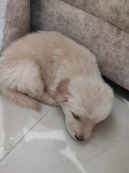 Golden retriever 35 days cute puppy and friendly, very active, healthy