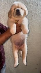 40 days retriever puppies available
