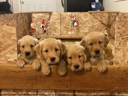 Pure bred Golden Retriever Puppies