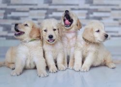Champion golden puppies for sale