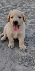 8 weeks old healthy puppy male , pure bred golden retriever