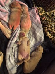 AKC Golden Retriever puppies