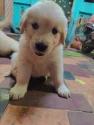 Home bred golden retriever puppy for sale