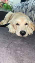 Golden retriever, 6months old, champion line puppy