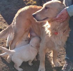 Golden retrievers ready for new homes