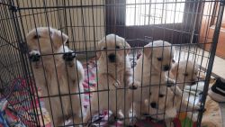 Hi ... Looking for loving home for my golden retriever puppies