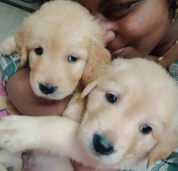 Home bred golden retriever puppies for sale