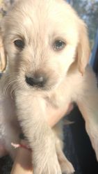 I want to sell my 40 day old Golden Retriever