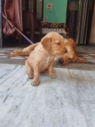 Golden retriever puppy for further information call xxxxxxxxxx