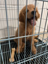 3 months old Golden Retriever Puppy For Sale