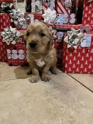 Golden retriever puppies looking for a new home
