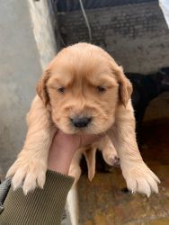 Selling female puppy