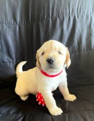 6 golden retriever puppies for sale