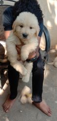 30 days golden retriever puppies available