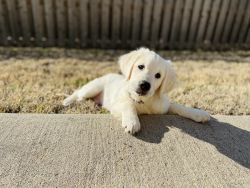 Selling Golden Retriever puppy because of allergies