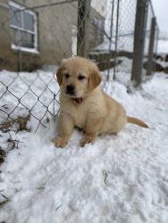 Golden Retriever puppies looking for you