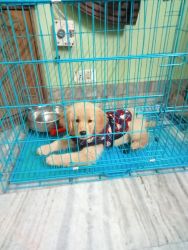 Dog golden retriever female 3 months with food starter company fidele