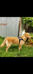 Beautiful and friendly golden retriever puppy...potty and pee trained