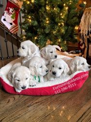 Cream/Light Golden Retriever Puppies Available